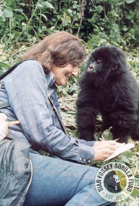 Female Gorilla, Gorillas In The Mist, Dian Fossey, That Poppy, Jane Goodall, Mountain Gorilla, Fools Day, Great Ape, Wildlife Safari