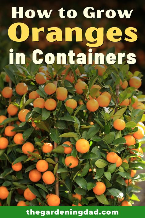 Are you interested in learning How to Grow Oranges in Containers?  If so, this article will provide you with EASY tips for growing orange trees in containers!  #oranges #fruit #citrus Trees In Containers, Fruit Trees In Containers, Container Gardening Ideas, Growing Fruit Trees, Orange Trees, Container Garden Design, Citrus Trees, Indoor Gardens, Potted Trees