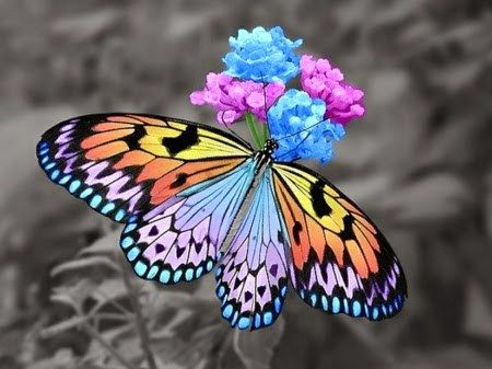 Colorful Butterflies Photo Papillon, Art Papillon, Butterfly Photos, Beautiful Bugs, Butterfly Pictures, Butterfly Kisses, Beautiful Flowers Pictures, Butterfly Wallpaper, Butterfly Garden