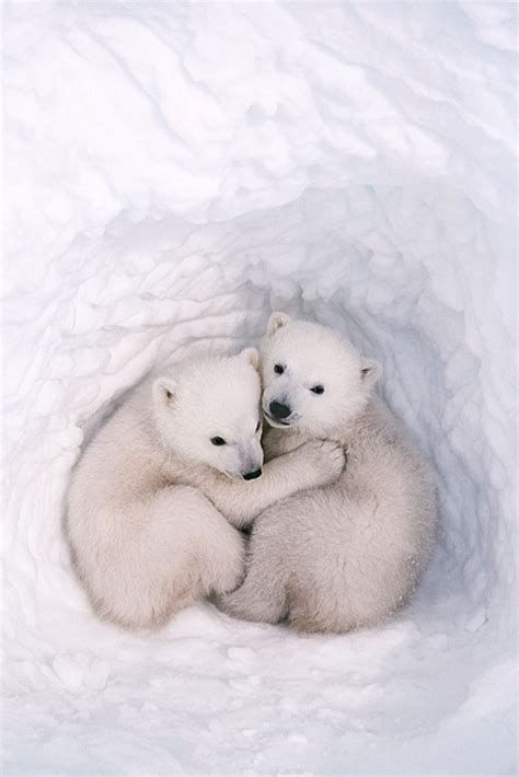 Snow Animals, Baby Polar Bears, Bear Cubs, Cute Animal Videos, Cute Animal Photos, Cute Animal Pictures, Cute Animal Drawings, Cat Memes