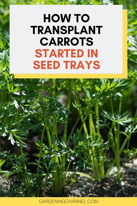 Learn how to start carrot seeds in seed trays. Follow these gardening tips to start carrot seeds to transplant. Read more for tips on transplanting carrots. #gardeningchannel #gardening #vegetablegardening #growingcarrots Carrot Seeds Planting, Diy Seedling Tray, How To Plant Carrots From Seeds, Growing Carrots From Seed, Carrot Seedlings, Grow Carrots, Canned Carrots, How To Plant Carrots, Carrot Gardening