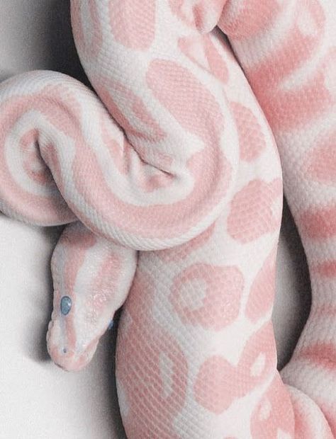 19 Rare Albino Animals - I Can Has Cheezburger? Rare Albino Animals, Animals Crossing, Albino Animals, Underwater Animals, Cute Snake, Cute Reptiles, Pet Snake, Animale Rare, Pink Animals