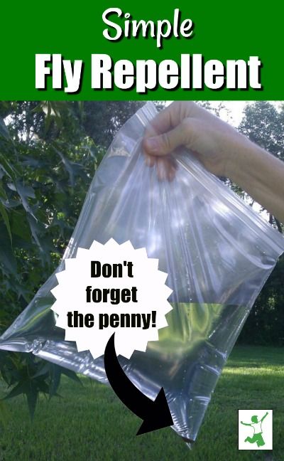 Flies Repellent Outdoor, Diy Flies Repellent, Fly Repellant Diy, Homemade Fly Traps, Natural Fly Repellant, Awesome Backyards, Diy Fly Trap, Repellent Diy, Keep Flies Away