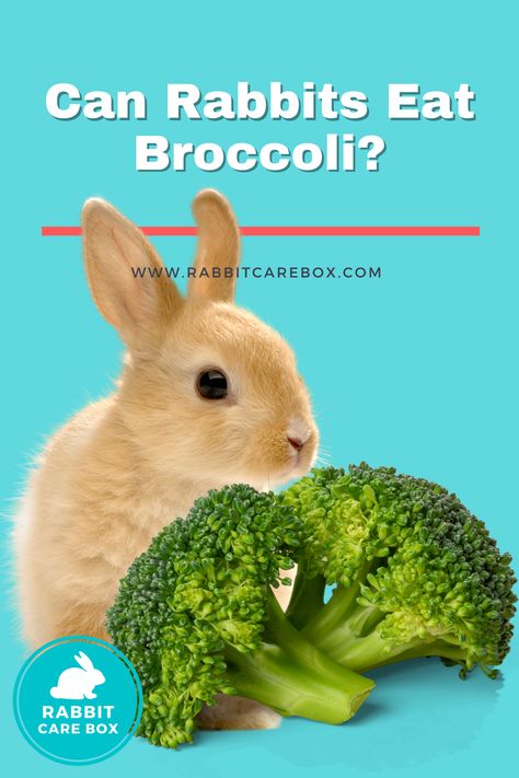 can rabbits eat broccoli What Rabbits Can And Cant Eat, Rabbit Veggies, What Can Rabbits Eat, Rabbit Feeding, Rabbit Diet, Pet Bunny Rabbits, Raising Rabbits, Rabbit Pictures, Rabbit Eating