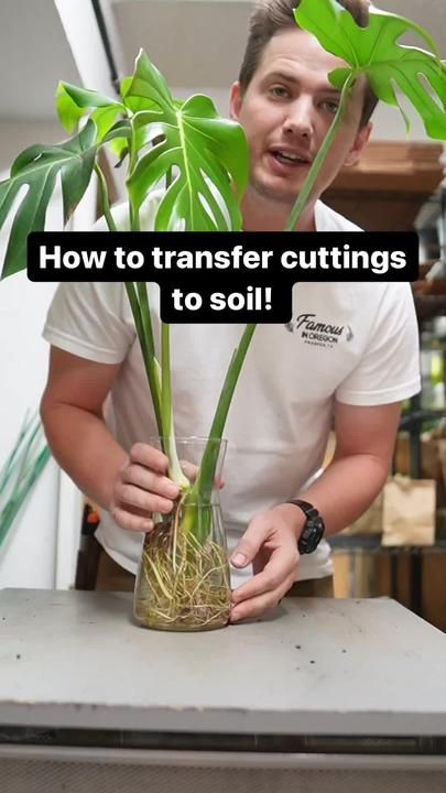 Repotting Monstera, Propagating Monstera, Indoor Plant Care Guide, Monstera Plant Care, Repotting Plants, Plant Room, Lucky Plant, Inside Garden, Succulent Garden Design