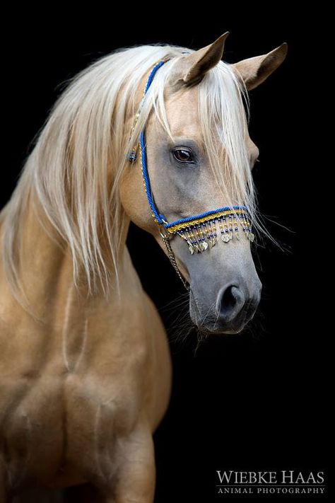 Wiebke Haas | animal photography Cute Horse Pictures, Palomino Horse, Beautiful Arabian Horses, Most Beautiful Horses, Most Beautiful Animals, Majestic Horse, Horse Portrait, Horses And Dogs, Horse Drawings