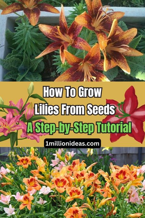 How To Grow Lilies From Seeds: A Step-by-Step Tutorial Garden Ideas, Growing Lilies, Lily Seeds, Gardens Ideas, Asiatic Lilies, Flowering Shrubs, How To Grow, To Grow, Step By Step