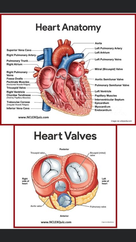 Ekg Interpretation Made Easy, Nursing Cardiovascular, Body Muscle Anatomy, Heart Nursing, Heart Circulation, Notes Simple, Drawing Notes, Ekg Interpretation, Studie Hacks