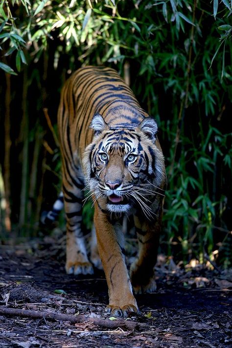 HELP SAVE THE ENDANGERED MALAYAN TIGERS! Tell Malaysia Ministry of Natural Resources & Environment: STOP LOGGING in the Rainforest! The Belum-Temengor Forest Complex is one of the last refuges for amazing, yet highly threatened wildlife, such as the Malayan tiger, Asian elephant, & Sunda pangolin. PLZ Sign & Share! Swing From Tree, Sunda Pangolin, African Rainforest, Tiger Species, Malayan Tiger, Tiger Walking, Melbourne Zoo, Endangered Plants, Sand Cat