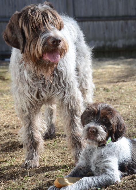 5 Things You Didn't Know About The Wirehaired Pointing Griffon - American Kennel Club American Wirehair, Korthals Griffon, Wirehaired Pointing Griffon, Pointing Griffon, Organic Dog Food, Wirehaired Pointer, Griffon Dog, Pointer Puppies, German Wirehaired Pointer