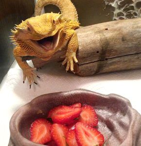 Help! My Bearded Dragon Won't Eat Greens | ReptiFiles Iguanas, Bartagamen Terrarium, Bearded Dragon Terrarium Diy, Bearded Dragon Terrarium Ideas, Bearded Dragon Tattoo, Bearded Dragon Diy, Bearded Dragon Enclosure, Bearded Dragon Terrarium, Bearded Dragon Funny