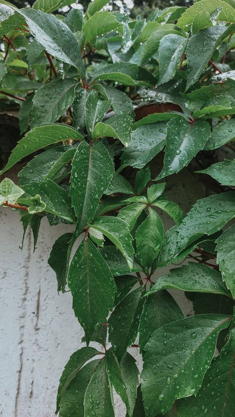 Nature after the rain, water droplets on the leaves, rain drops on the leaves, rain droplets, rainy days, rain aesthetic, nature photography Nature, Raining Day Aesthetic, Rain Aesthetic Rainy Days Photography, Rain Drops Aesthetic, Rain Aesthetic Nature, Rain Drops On Flowers, Rain Day Aesthetic, After Rain Aesthetic, After Rain Photography