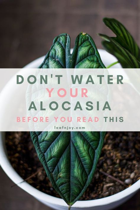 How To Care For Alocasia Plant, Alocasia Frydek Care, Alocasia Polly Care, Alocasia Zebrina Care, Tropical House Plants Indoor, Alocasia Plant Care Indoor, Zebrina Alocasia, Alocasia Plant Care, Exotic Plants Indoor