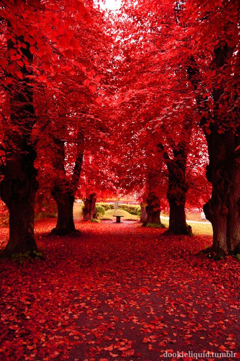 Amazing Nature, Matka Natura, Autumn Scenery, Red Tree, Autumn Beauty, Beautiful Photos Of Nature, Alam Yang Indah, Fall Photos, Beautiful Tree
