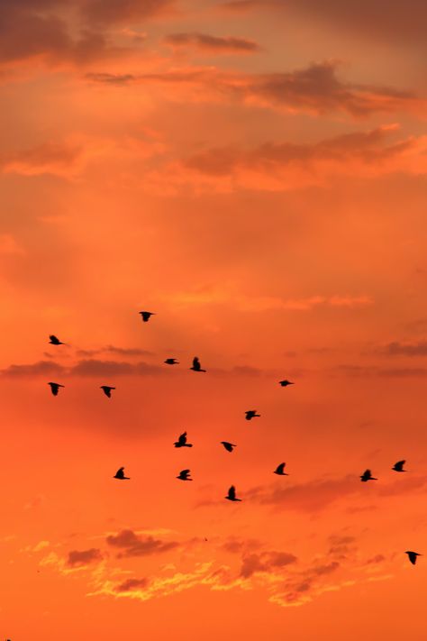 Burnt Orange Aesthetic, Orange Images, Flock Of Birds Flying, Orange Pictures, Orange Rooms, Silhouette Photos, Flock Of Birds, Orange Walls, Orange Sky