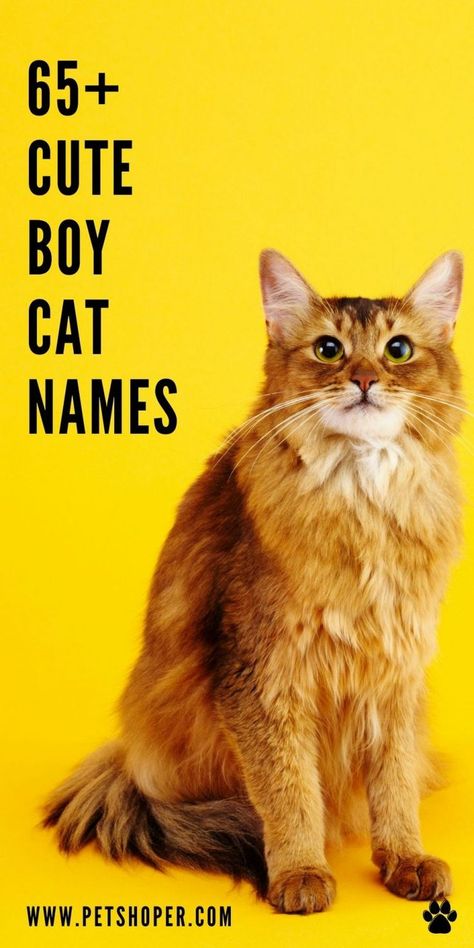 Girl Pug Names, Male Cat Names Unique, Cat Names Boy, Kitten Names Boy, Names For Male Cats, Cats Language, Kitten Names Unique, Ginger Cat Names, Tabby Cat Names