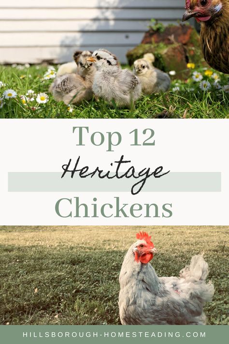 Heritage Breeds Livestock, Chicken Breeds For Eggs, Dust Bath For Chickens, Barred Rock Chickens, Heritage Chicken Breeds, Heritage Chickens, Layer Chicken, Raising Chicks, Types Of Chickens