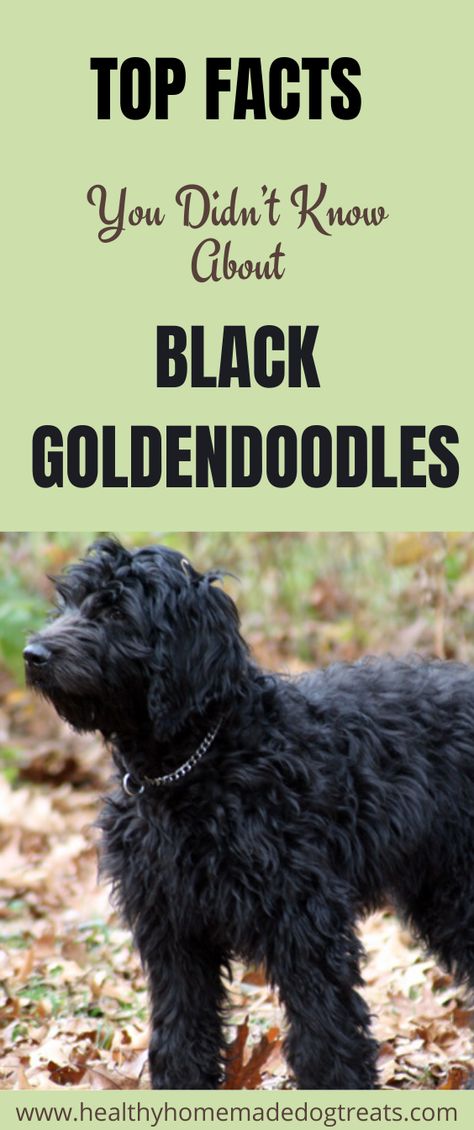 Golden Doodle Mullet Haircut, Black Golden Doodle Haircut, Black Double Doodle Dog, Black Doodle Haircut Styles, Mini Goldendoodle Haircuts, Black Doodles Dog, Labradoodle Haircut Style Teddy Bears, Black Golden Doodle Haircut Styles, Black Goldendoodle Haircuts Teddy Bears