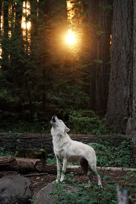 Animal Photography Wildlife, Wolf Photography, Wolf Photos, Wolf Spirit Animal, Wolf Love, Wild Wolf, Wolf Pictures, Wolf Spirit, Beautiful Wolves