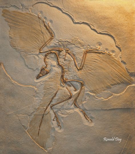 https://flic.kr/p/cvYk3o | ~Fossil Dinosaur-Archaeopteryx lithographica~ | From the Solnhofen Limestone Formation, Germany, Late Jurassic. Archaeopteryx, meaning Fossil Art, Feathered Dinosaurs, History Of Earth, Flight Feathers, Berlin Museum, Dinosaur Fossil, Dinosaur Tattoos, Lino Art, Modern Birds