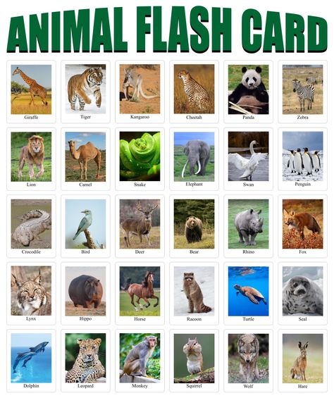 Real Animal Flash Cards Printable Pdf Animal Cards Printable, Free Printable Animal Pictures, Wild Animals Flashcards, Printable Animal Pictures, Pec Cards, Wild Animals Printable, Animal Flash Cards, Zoo Preschool, Montessori Kindergarten