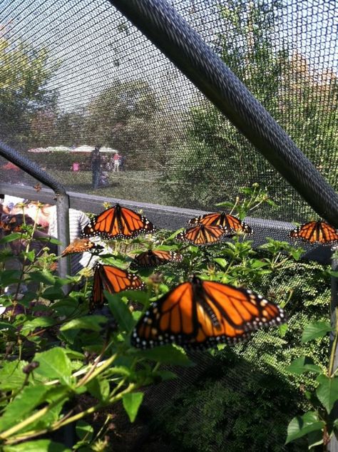 Nature, Sza Moodboard, Butterfly Cage, Butterfly Sanctuary, Raising Butterflies, Butterfly Farm, Nails Butterfly, Butterfly Migration, Tattoos Butterfly