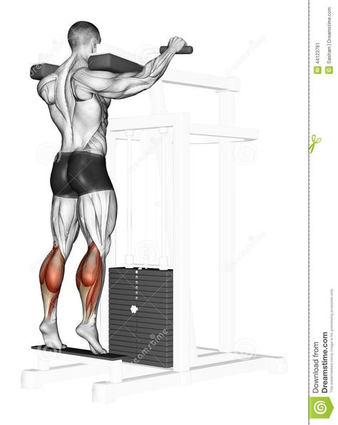 Muscles, Bodybuilding, Standing Calf Raises, Standing Calf Raise, Red Illustration, Calf Raises, Stock Illustration, Target, Humanoid Sketch