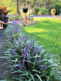 Monkey grass easy care plant Landscape Designs, Garage Landscaping, Witchy Backyard, Reka Bentuk Landskap, Cozy Garden, Taman Diy, Desain Lanskap, Easy Care Plants, Have Inspiration