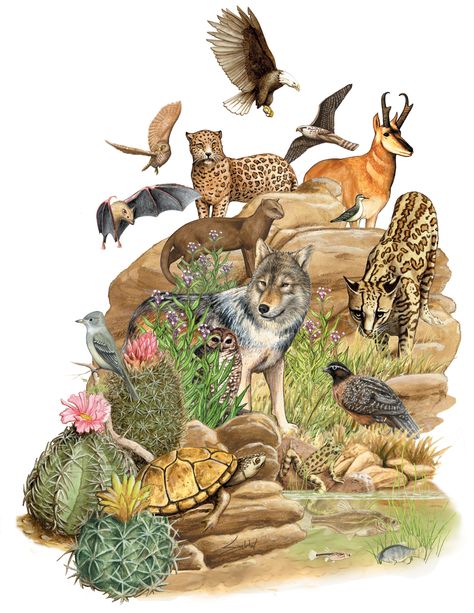 Threatened and Endangered Species of Pima County - © Bill Singleton Endangered Species, Endangered Species Art, Animal Mural, Ancient Pottery, Sonoran Desert, Mural Art, Native Plants, Animal Art, Rooster