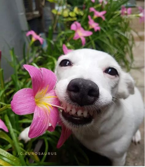16 Smiling Dogs to Brighten Your Day | Cuteness Dogs, Funny, Smiling Dogs, Brighten Your Day