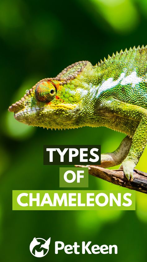 We’ve put together this list of the 10 most common varieties of chameleons kept as pets to help you get familiar with the various types. Chameleons, Adoption, Reptiles, Types Of Chameleons, Put Together, Different Types, Animal Pictures, The 10, Pet