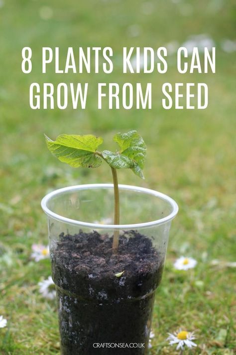 8 Easy Plants Kids Can Grow From Seed #kidsactivities Nature, Seed Planting For Kids, Planting Sunflower Seeds, Planting Flowers From Seeds, Seed Craft, Seed Growing, Easiest Flowers To Grow, Gardening Activities, Grow From Seed