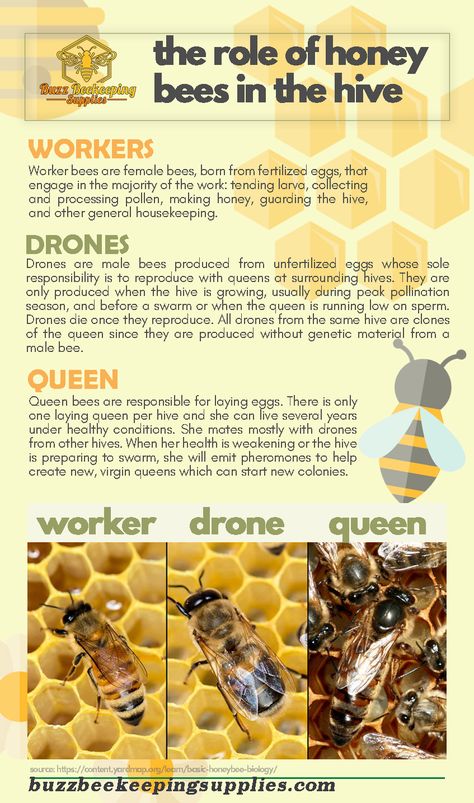 Role of Honey Bees in the Hive - Honey Bees Job - What Honey Bees Do beekeeper, About Honeybees and What’s inside a Hive, be a beekeeper, beekeepers, beekeeping, Beekeeping for Beginners Step By Step, beginner beekeeping, Facts about the Queen Bee, Fun Facts about honey bees, honey, HOW BEES MAKE HONEY, How Honey is Made, How to Start Beekeeping, The Beekeeper’s Calendar, The Life of a Worker Bee in the Hive (Female Honey Bees), The Life of Honey Bees, Types of honey bees in a hive Nature, Bee Keeping For Beginners Backyards, How To Start A Bee Hive, Raising Bees For Beginners, Bee Keeping For Beginners, Facts About Honey Bees, Diy Bees, Types Of Honey Bees, Beginner Beekeeping