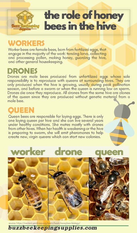 Role of Honey Bees in the Hive - Honey Bees Job - What Honey Bees Do beekeeper, About Honeybees and What’s inside a Hive, be a beekeeper, beekeepers, beekeeping, Beekeeping for Beginners Step By Step, beginner beekeeping, Facts about the Queen Bee, Fun Facts about honey bees, honey, HOW BEES MAKE HONEY, How Honey is Made, How to Start Beekeeping, The Beekeeper’s Calendar, The Life of a Worker Bee in the Hive (Female Honey Bees), The Life of Honey Bees, Types of honey bees in a hive Nature, How To Start A Bee Hive, Bee Keeping For Beginners Backyards, Raising Bees For Beginners, Bee Keeping For Beginners, Facts About Honey Bees, Types Of Honey Bees, How Bees Make Honey, Beginner Beekeeping