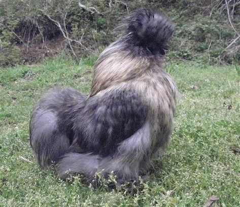 Blue Partridge silkie cockerel/pics | BackYard Chickens - Learn How to Raise Chickens Partridge Silkie, Baby Chicks Raising, Arctic Blast, How To Raise Chickens, Raise Chickens, Hatching Eggs, Backyard Chickens, Chicken Breeds, Picture Story