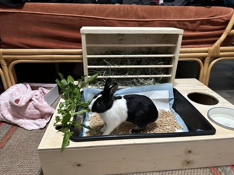 Dutch rabbit Rabbits For Sale | Upland, CA Bunny Litter Box, Rabbit Feeder, Rabbit Hay Feeder, Rabbit Litter Box, Rabbit Litter, Rabbit Enclosure, Rabbits For Sale, Pet Rabbit Care, Rabbit Accessories