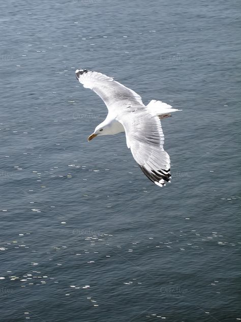 Underwater Photos, Seagull Tattoo, Sea Gulls, Coastal Birds, Stained Glass Birds, Sea Gull, Backyard Birds, Colorful Fish, Bird Pictures