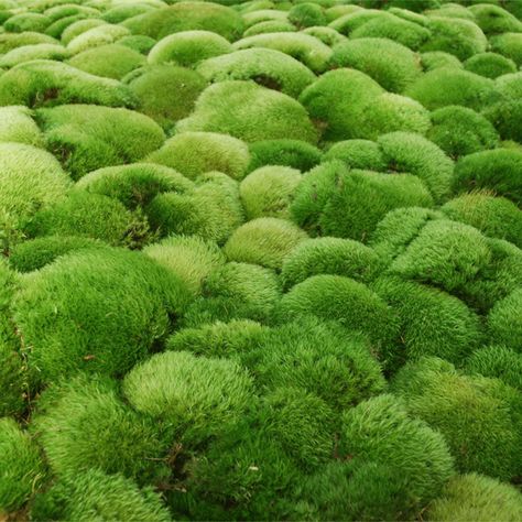 8 Types of Moss To Grow in Your Yard | The Family Handyman Terrarium Moss, Types Of Moss, Growing Moss, Rock Garden Plants, Clay Flower Pots, Moss Terrarium, Moss Garden, Terrariums Kits, Ground Cover Plants