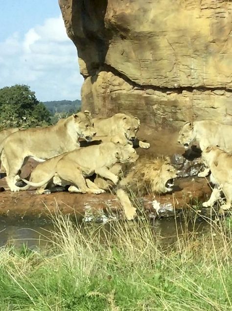 Up to nine lionesses pounced at West Midlands Safari Park "There could be any number of reasons why they were attacking him. It could be that they thought he was too old to be their leader or it could have been over food.  "He could have tried it on with one of the females, who knows, but they looked angry and pounced as if they are going in for the kill. The wardens attended the scene to break up the fight with fire extinguishers . West Midlands Safari Park, The Warden, Safari Park, Fire Extinguishers, Extinct Animals, Alpha Male, West Midlands, The Animals, Who Knows