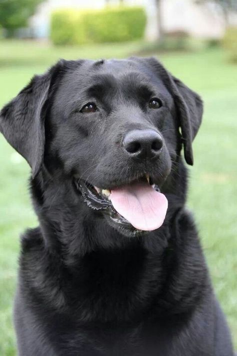 Beautiful Lab Labs Dogs, Labrador Noir, Happy Lab, Black Labrador Dog, Puppy Obedience Training, Positive Dog Training, Black Labrador Retriever, Black Lab Puppies, Labrador Retriever Puppies