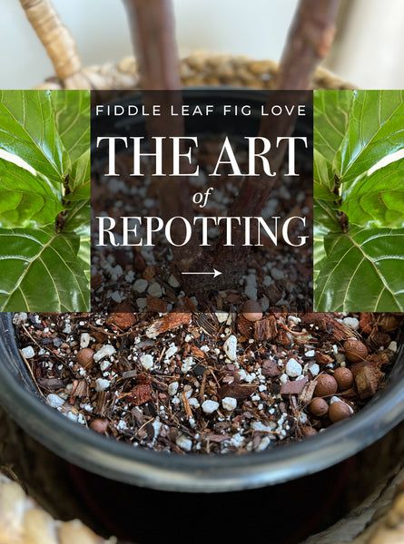 Pot For Fiddle Leaf Fig Tree, Fiddle Leaf Fig Soil Mixture, Repotting Fiddle Leaf Fig Tree, How To Repot A Fiddle Leaf Fig Tree, Fiddle Leaf Fig Pot, Fig Leaf Tree, Fig Tree Plant, Fiddle Leaf Fig Care, Fiddle Fig Tree