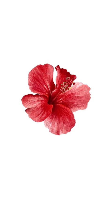 Hibiscus flower Hibiscus Flower Wallpaper Aesthetic, Backgrounds Instagram, Pretty Wallpaper Ipad, Aesthetic Pin, Aesthetic Stories, Old Paper Background, Bow Wallpaper, Cute Summer Wallpapers, Pink Flowers Wallpaper