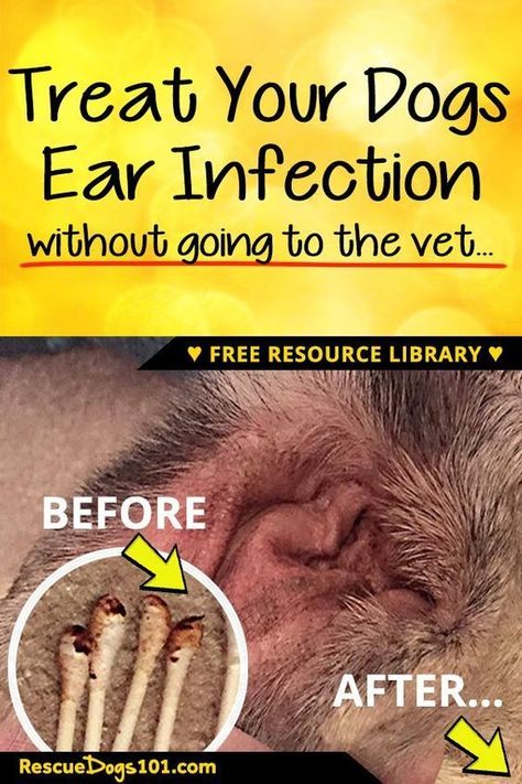 Treat your dogs ear infection without going to the vet. See before and after pictures of my dogs ear infection. If your dog has brown gunk in his ears you need to see my Step by step on How I Clean My Dogs Ears. #doghealth #doggies #doglovers #dog #dogadopt #dogadoption #adoptadog #dogstuff #cuteanimals #puppy #doggoals #puppylove #rescuedogs101 Essen, Itchy Dog Ears, Cleaning Dogs Ears, Dog Ear Cleaner, Dogs Ears Infection, Memes Dog, Itchy Dog, Dog At Home, Dog Remedies