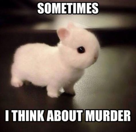 Humour, Diy Bunny Toys, Baby Animals Real, Bunny Meme, Cute Bunny Pictures, Funny Rabbit, Pet Bunny, Bunny Pictures