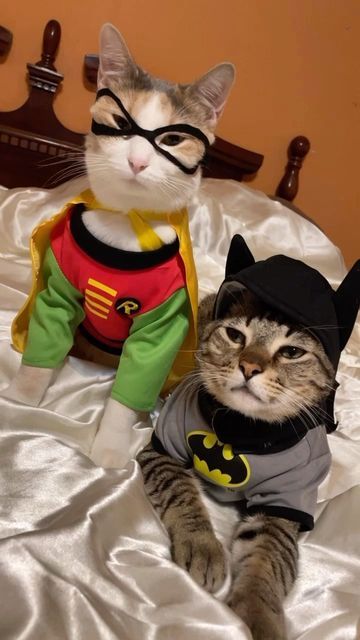Matching Halloween Cat Pfp, Cat In Halloween Costume, Robin From Batman, Dressed Up Cat, Silly Cat Wallpaper, Gato Batman, Cat In Costume, Robin And Batman, Gato Halloween