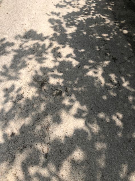 Nature, Tree Canopy Photography, Harsh Shadows Photography, Tree Shadow Drawing, Leaf Shadow Background, How To Draw Shadow, Plant Shadow, Leaves Shadow, Leaf Shadow