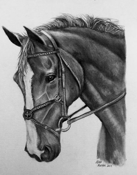 Equine Art Pencil Drawings, Horse Head Drawing, Realistic Animal Drawings, Horse Art Drawing, Pencil Drawing Images, Pencil Drawings Of Animals, Horse Sketch, Pencil Sketch Images, Realistic Pencil Drawings