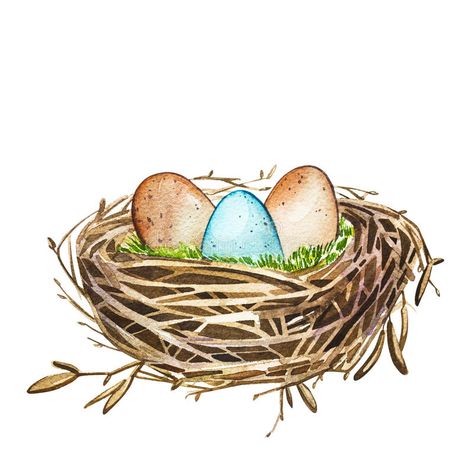 Hand drawn watercolor art bird nest with eggs , easter design. illustration on white background. royalty free illustration Nest Watercolor, Bird Nest With Eggs, Egg Watercolor, Egg Nest, Alphabet Pictures, Bird Eggs, Eggs Easter, White Illustration, Easter Design