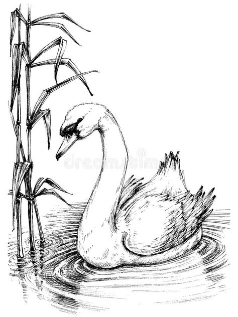 Swan sketch royalty free illustration Swan On Lake, Swan Drawing, Swan Painting, Abstract Pencil Drawings, Swans Art, Bird Sketch, Animal Drawings Sketches, Nature Sketch, Karakter Disney