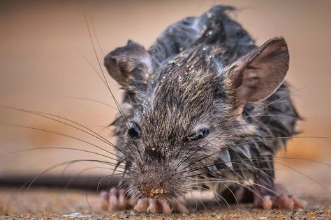 Photo Rangers on Instagram: “Ever been so wet you felt like a drowned rat? Me too. The other day I found a drowned rat and rescued him from the incoming tide. It took…” Wet Rat Dog, Wet Rat Funny, Wet Rat, Rat Dog, Mole Rat, Scary Photos, Funny Rats, Oc Inspiration, Pirates Of The Caribbean